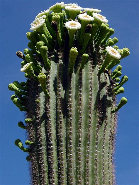 Carnegiea Gigantea Saguaro Cactus World Of Flowering Plants