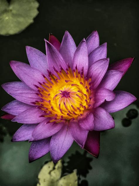 Top View Of Purple Lotus Flower Photo Free Plant Image On Unsplash