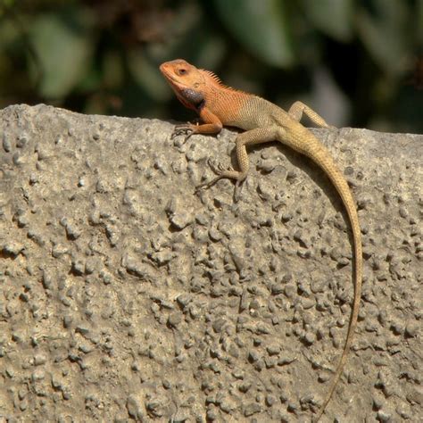 Common Garden Lizard Delhi Calotes Versicolor Amber Habib Flickr