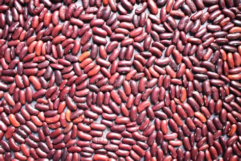 Raw Whole Dried Red Kidney Bean Stock Photo Image Of Bean Group