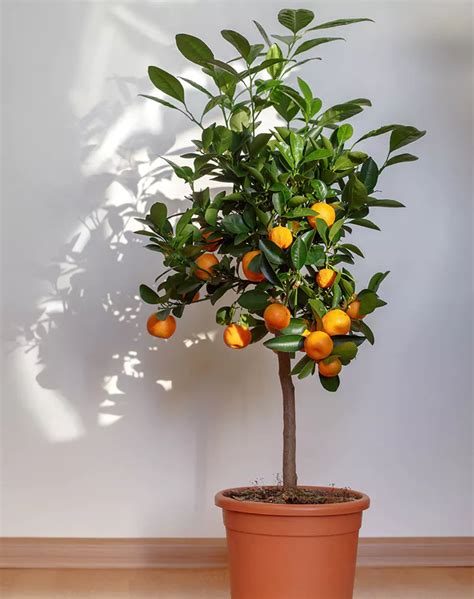 How To Grow An Indoor Citrus Tree Purewow Citrus Trees Plants