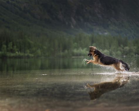 Tess The Shepherd Tess Running Towards The Water Omica Meinen Flickr