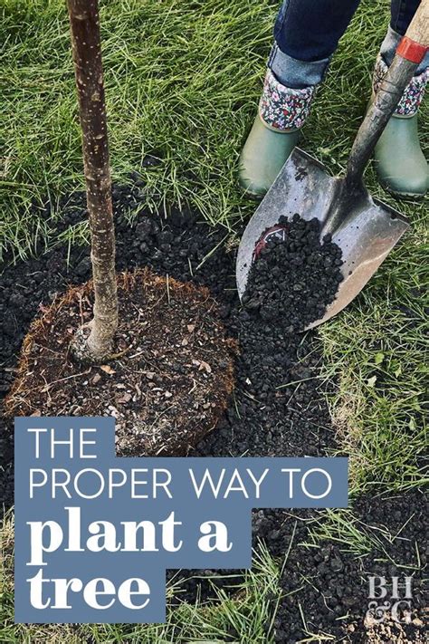 Dwarfing rootstocks enable fruit trees to be grown in much smaller areas than standard‑sized trees. Fall Is the Best Time to Plant a New Tree—Here's How to Do ...