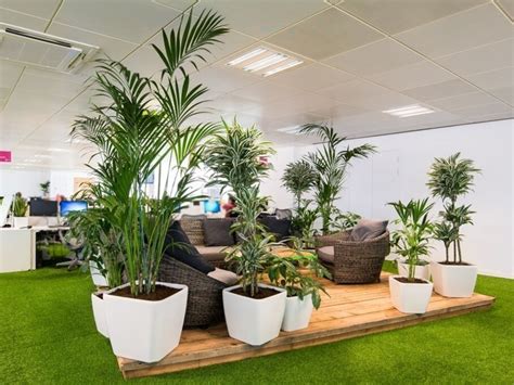 Indoor Plant Hire For Offices Plantcare