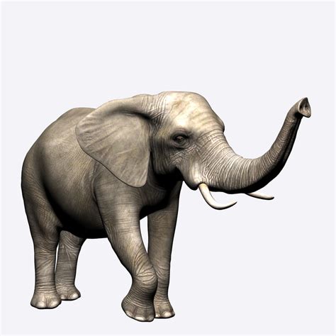Elephant Model TurboSquid 1252567