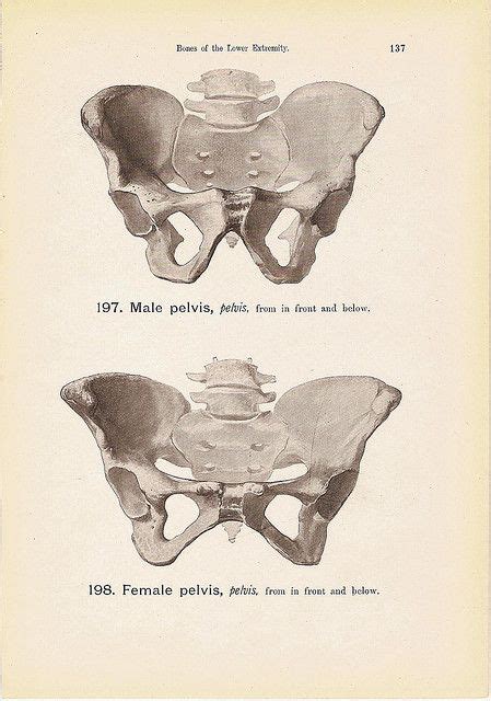 A neat and tidy skeleton diagram. FEMALE and Male Pelvis Bones Anatomy Print Black and White Steel Engraving Book Plate No. 197 to ...