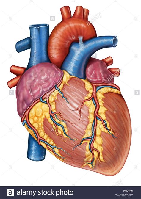 Download This Stock Image Gross Anatomy Of The Human Heart D9ntem