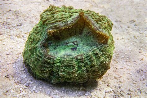 Green Scolymia Coral Stock Image Image Of Marine Sand 87802827