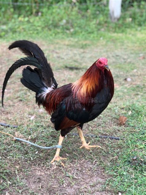 Game Fowl Rooster Side View Stock Photo Image Of Show Gallic 184065006