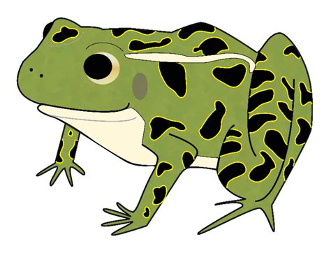 Toad Clipart Bullfrog Toad Bullfrog Transparent Free For Download On