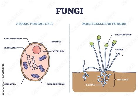 Fungi Cell Labelled Diagram
