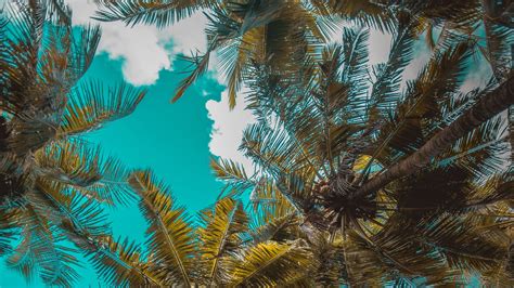 Download Wallpaper 1366x768 Palm Trees Trees Branches Tropics Sky