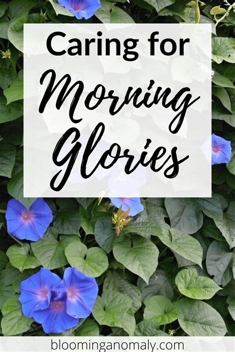 Caring For Morning Glories The Easy Way Blooming Anomaly Morning
