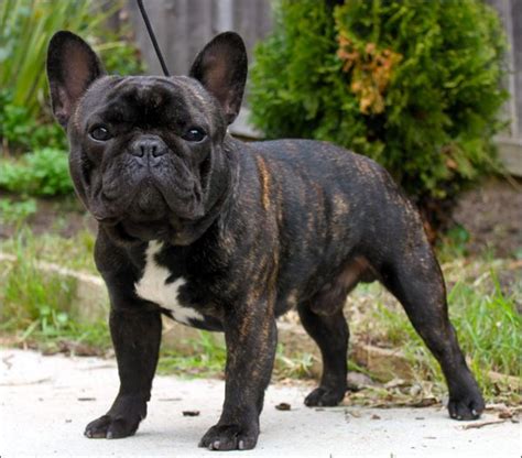 Ask questions and learn about french bulldogs at the french bulldog is a small energetic breed. my next dog will be a french bulldog so he and my english ...