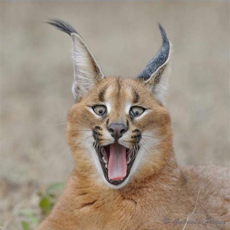 Cat Bobcat Caracal Cat Funny Animal Pictures Cute Funny Animals