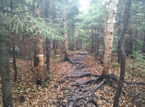 Hike Vermont S Ancient Forest In Ford Woods State Park