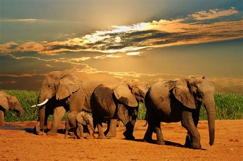 Best Safaris In South Africa Wanted In Africa