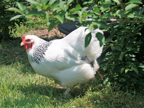 Light Brahma Chickens Baby Chicks For Sale Cackle Hatchery