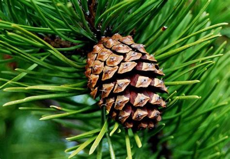 See more of menjual pelbagai jenis pokok & kelengkapan landskap on facebook. Penanaman pokok pain - 314167.info