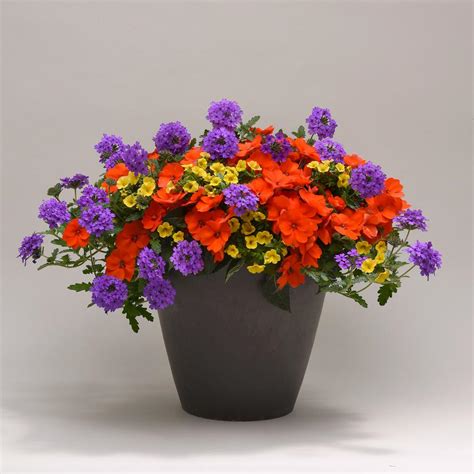 The Best Flowers For Pots In Full Sun Hgtv