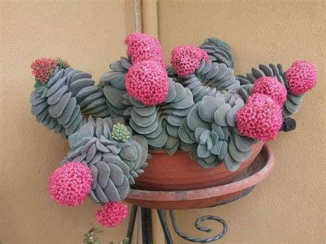 Crassula Morgans Beauty With Images Succulents Unusual Plants