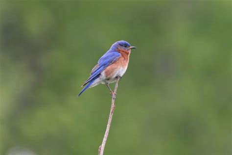 Browse Species Birds Of Nebraska Online