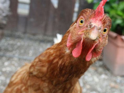 Download 30 Funny Chicken Iphone Wallpaper Gambar Terbaik Postsid