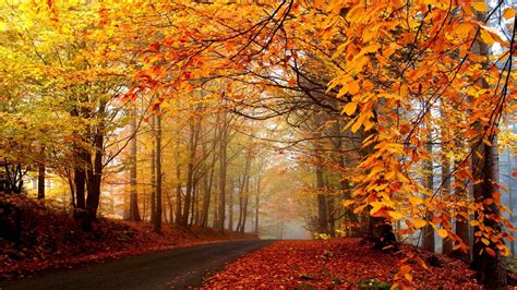Autumn Trees Road Fog Landscape Hd Wallpaper 1920x1080 Download