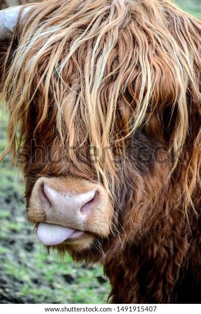 Headshot Highland Cow Tongue Sticking Out Stock Photo Edit Now 1491915407