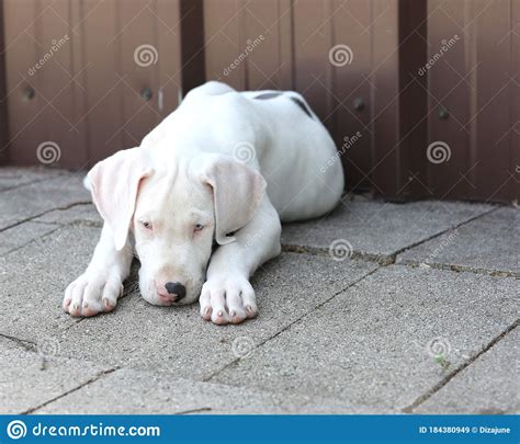 White Great Dane Dog