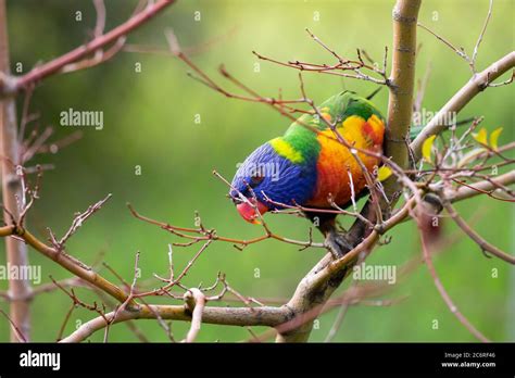 A Rainbow Lorikeet In A Tree Stock Photo Alamy