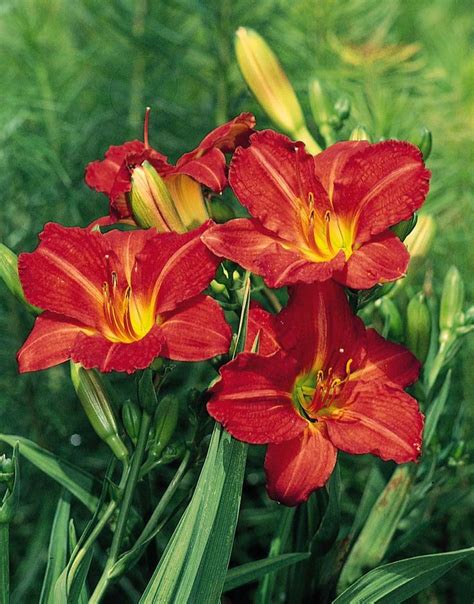 Red Rum Daylily Monrovia Red Rum Daylily Day Lilies Plants