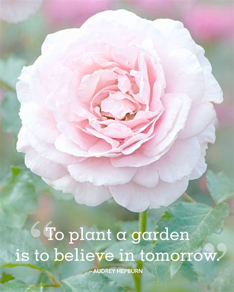 Absolutely Beautiful Quotes About Summer Flower Quotes
