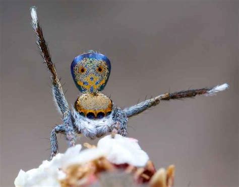 arañas pavo real siete nuevas especies de criaturas bastante lindas vídeos virales