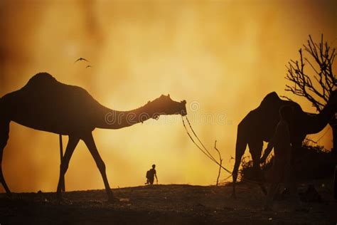 Caravana De Camellos En La Puesta Del Sol En El Desierto De La Arena