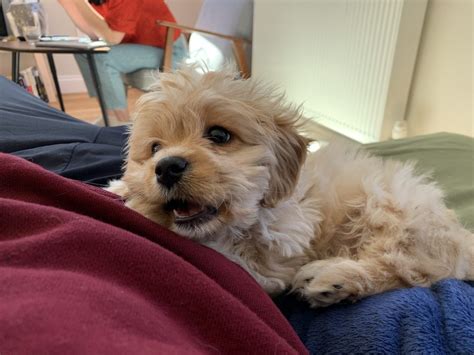Collect payments from tips for your content, to donations for your projects, let your fans & followers support you in monetizing. How much does a Cavapoo cost? - Money tips blog
