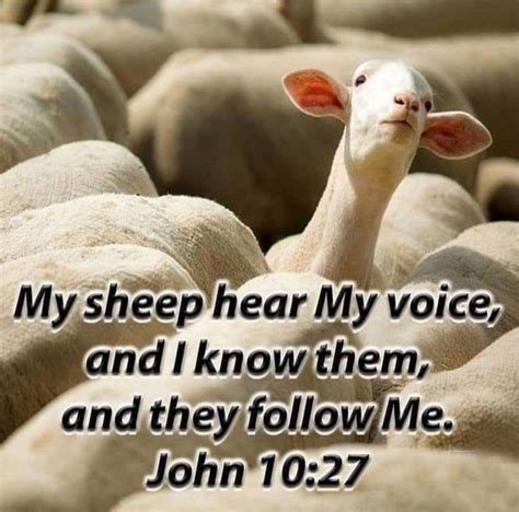 My Sheep Hear My Voice And I Know Them And They Follow Me John 10