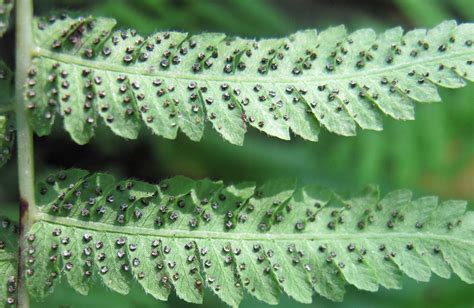 How to collect and clean fern spores - BPS Website