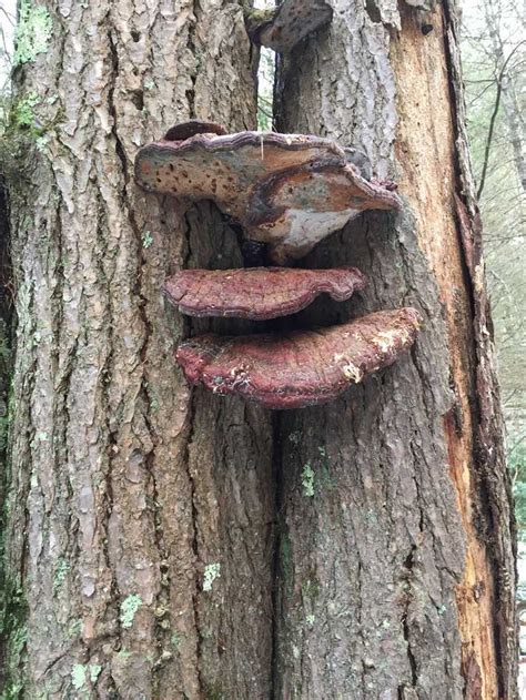 Pictures From Quabbin Gate 11 Myhikes