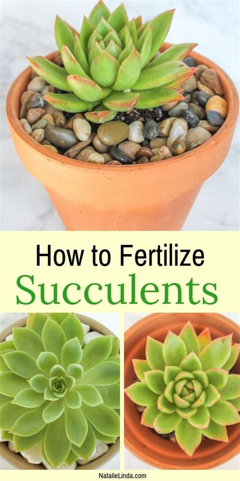 Christmas cactus, although lovely when blooming, are not only for the holidays. Fertilizing Succulents: How and When - Natalie Linda ...