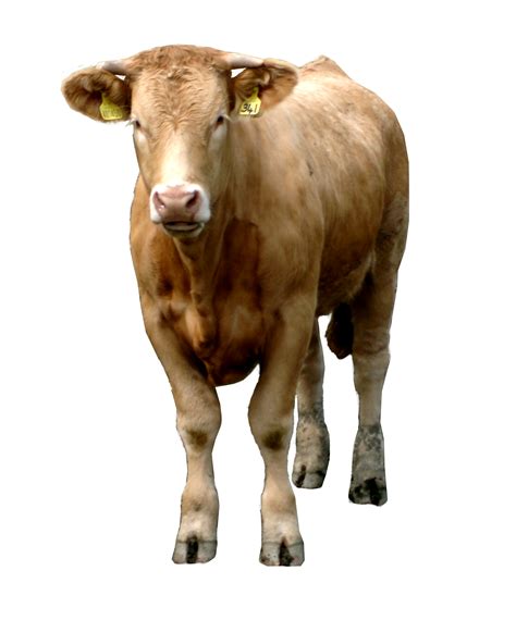 Cow Png Image Free Cows Png Picture Download