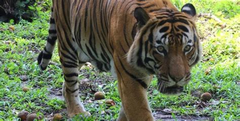 Pembalakan Bagus Untuk Populasi Harimau WWF Malaysia Perjelas Hutan Tidak Terg Nggu Habitat