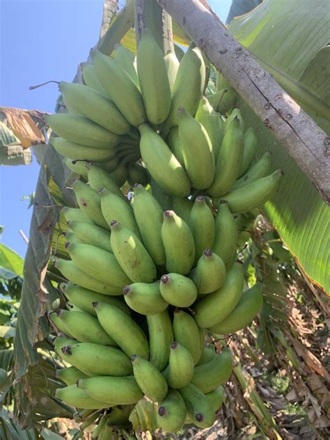 A Grade Yelakki Banana At Rs 40kg In Tiruchirappalli Id 2850803220512