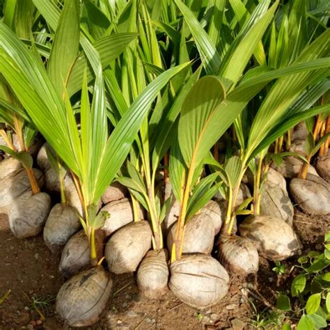 Sudahkah anda mengetahui lebih dalam tentang pisang kepok? 6 Ciri Ciri Pokok Kelapa Yang Anda Perlu Tahu - TaraHap