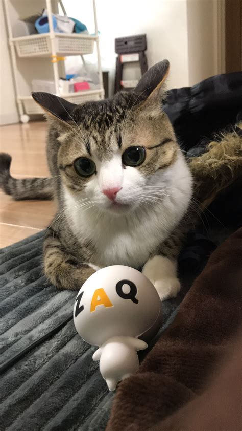 2月22日は日本の猫の日 猫の日 （ねこのひ）は 日本 の猫の日実行委員会が 1987年 に制定した 記念日 であり、 2月22日 に定められている。 猫の日は世界各国で制定されており、ヨーロッパの多くの国が world cat day としてる日は2月17日 1 、 ロシア は 3月1日 2 、 アメリカ合衆国 は 10月29日 である 3 。 ★2月22日は「猫の日」★ 「J:COM TV」に猫大集合!大手芸能 ...
