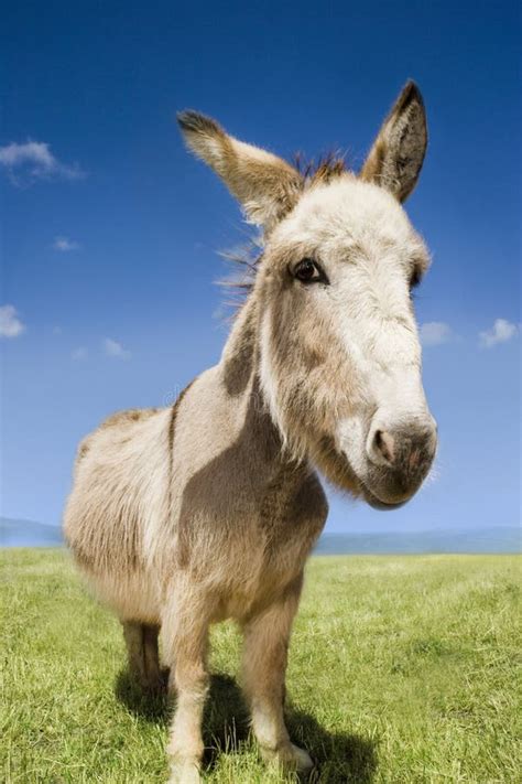 Donkey Standing In Field Stock Photo Image Of Melbourne 31842072