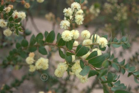 Some Favourite Late Winter Flowering Natives Mallee Design