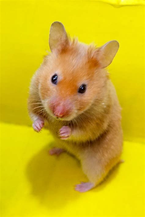 Angry Hamster Hamster Pics Cute Hamsters Syrian Hamster