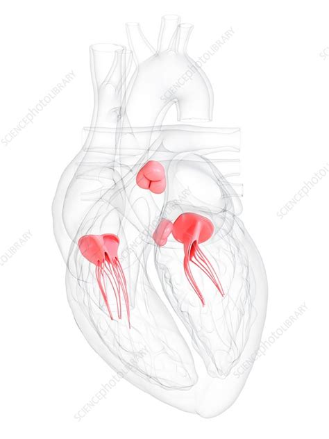 Human Heart Valves Illustration Stock Image F0207903 Science