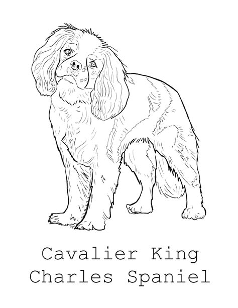 Cavalier King Charles Spaniel Coloring Page Etsy
